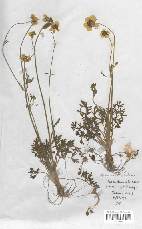 Ranunculus paludosus (Renonculaceae)