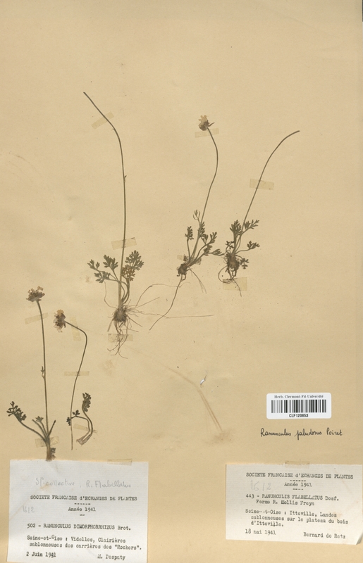 Ranunculus paludosus (Renonculaceae)