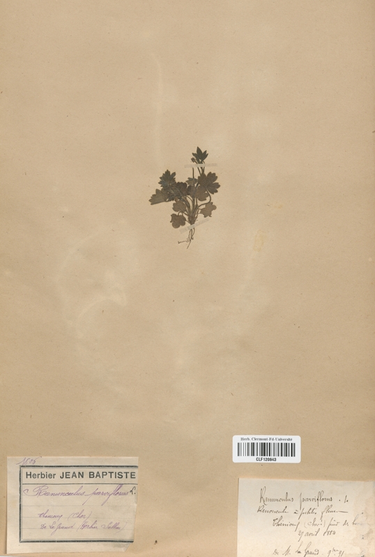 Ranunculus parviflorus (Renonculaceae)