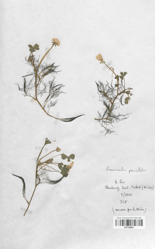 Ranunculus penicillatus (Renonculaceae)