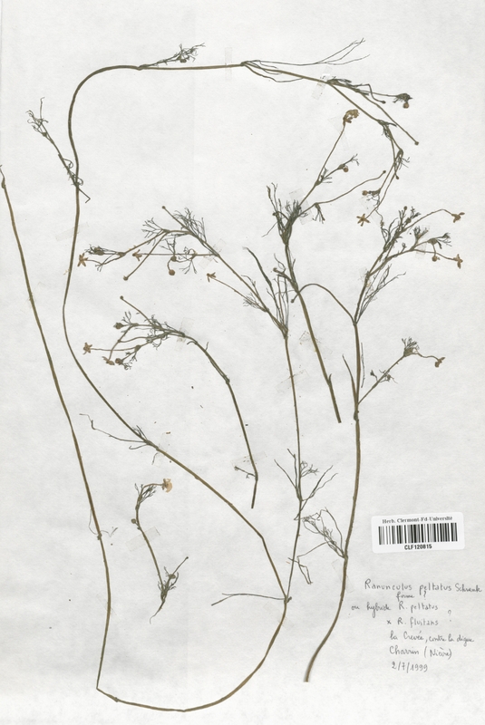 Ranunculus peltatus (Renonculaceae)