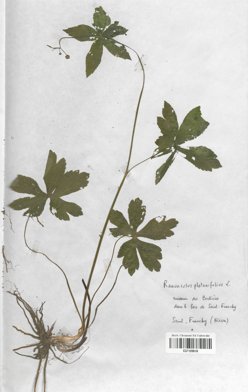 Ranunculus platanifolius (Renonculaceae)