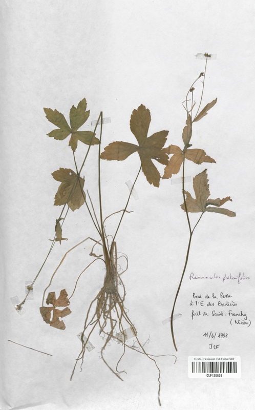 Ranunculus platanifolius (Renonculaceae)