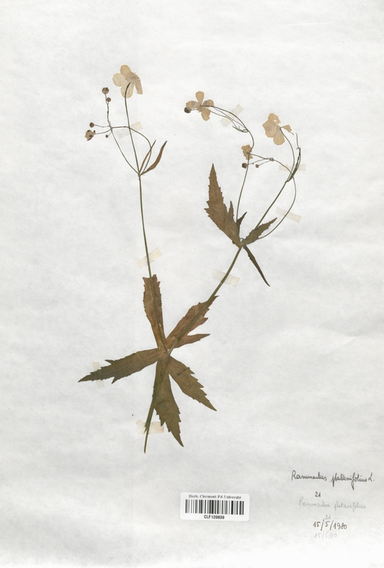 Ranunculus platanifolius (Renonculaceae)