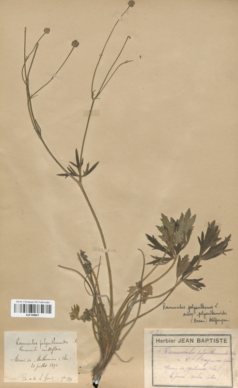 Ranunculus polyanthemos polyanthemoides (Renonculaceae)