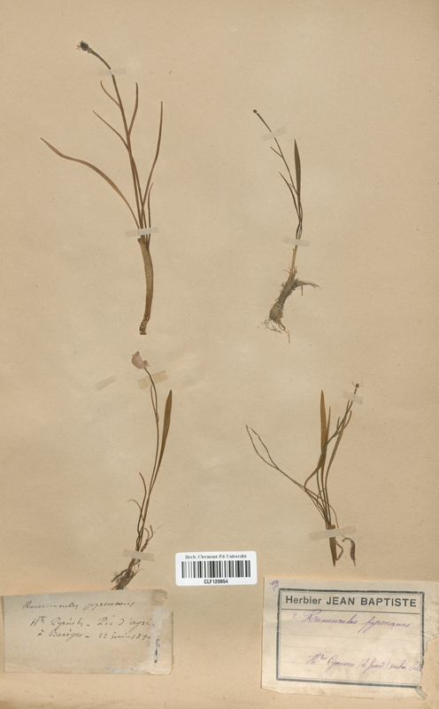 Ranunculus pyrenaeus (Renonculaceae)