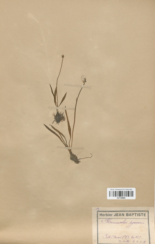 Ranunculus pyrenaeus (Renonculaceae)