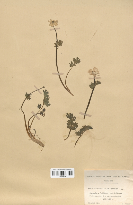 Ranunculus rutaefolius (Renonculaceae)