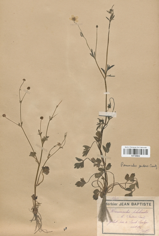 Ranunculus sardous (Renonculaceae)
