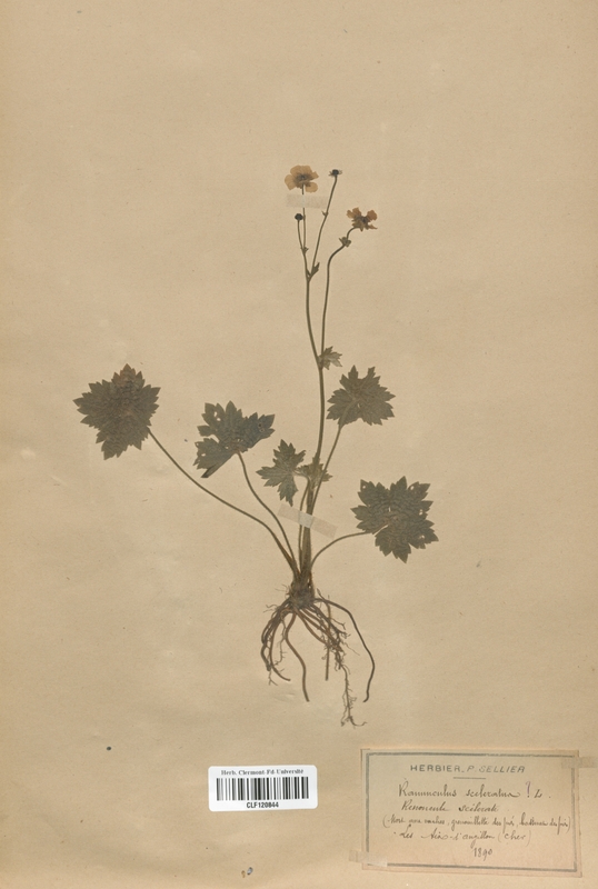 Ranunculus sceleratus (Renonculaceae)