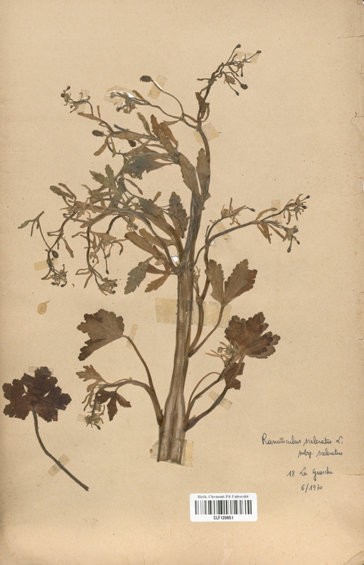 Ranunculus sceleratus (Renonculaceae)