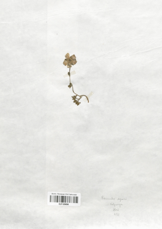 Ranunculus seguieri (Renonculaceae)