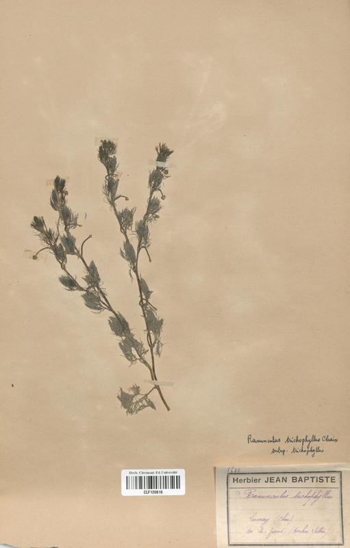 Ranunculus trichophyllus (Renonculaceae)