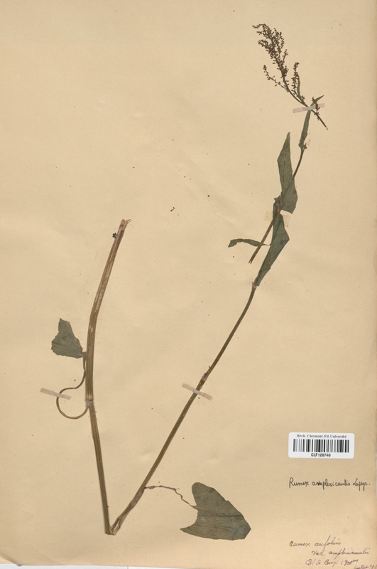 Rumex amplexicaulis (Polygonaceae)