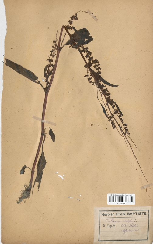 Rumex crispus (Polygonaceae)