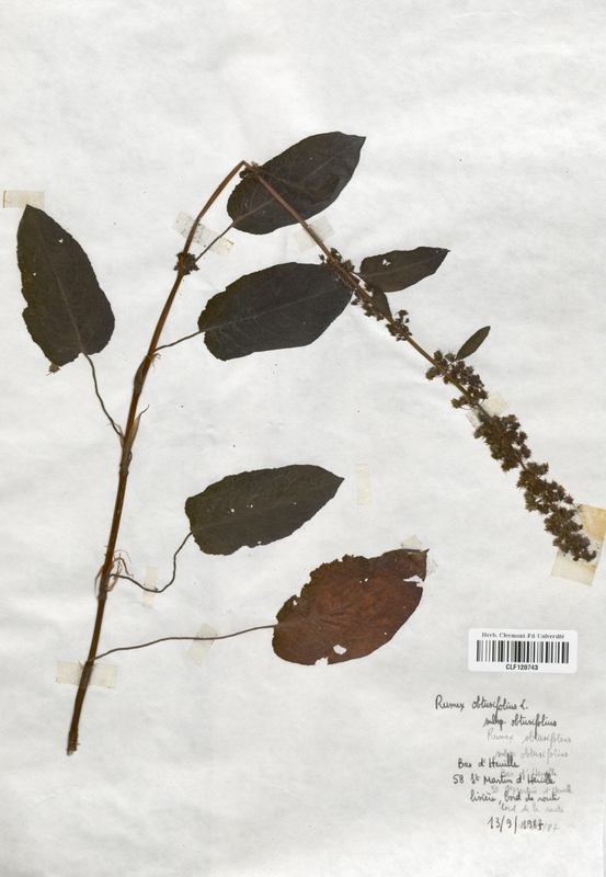 Rumex obtusifolius (Polygonaceae)