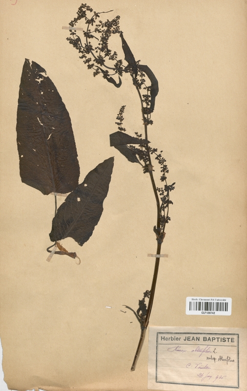 Rumex obtusifolius (Polygonaceae)