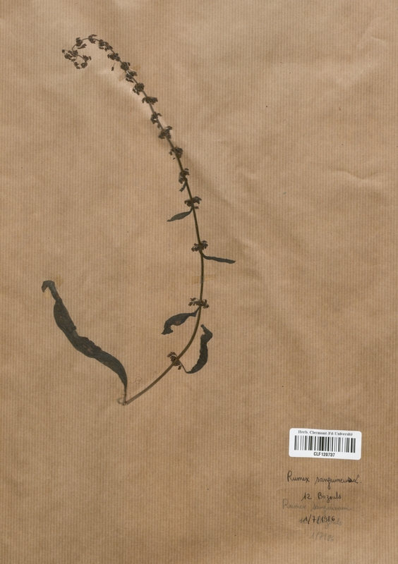 Rumex sanguineus (Polygonaceae)