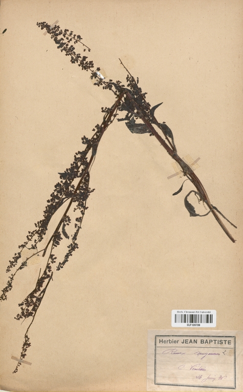 Rumex sanguineus (Polygonaceae)
