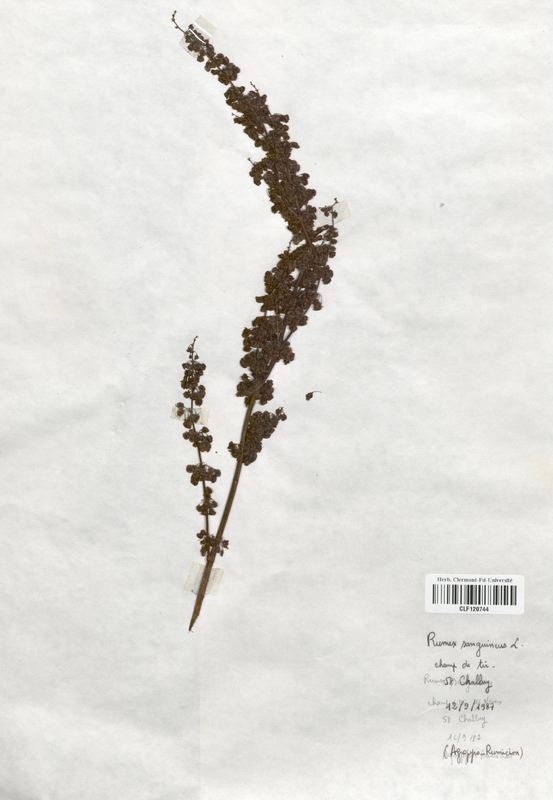 Rumex sanguineus (Polygonaceae)