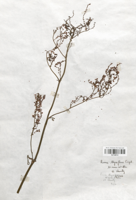 Rumex thyrsiflorus (Polygonaceae)