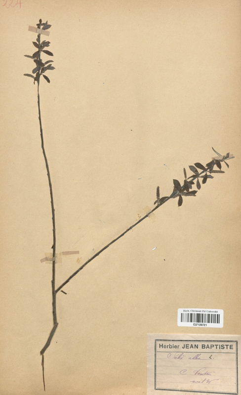 Salix alba (Salicaceae)