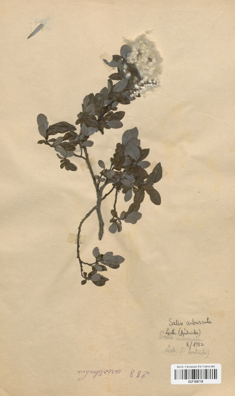 Salix arbuscula (Salicaceae)