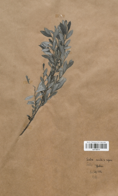 Salix aurita x repens (Salicaceae)