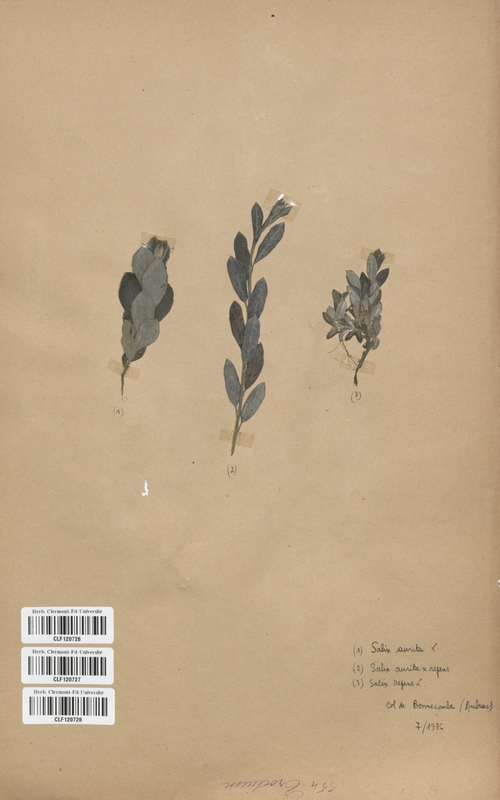 Salix aurita x repens (Salicaceae)