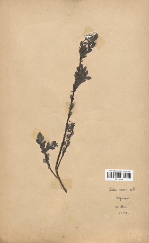Salix caesia (Salicaceae)