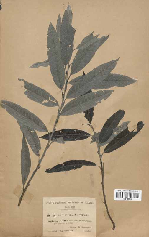 Salix capraea x viminalis (Salicaceae)
