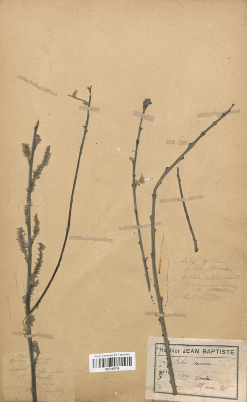 Salix cinerea (Salicaceae)