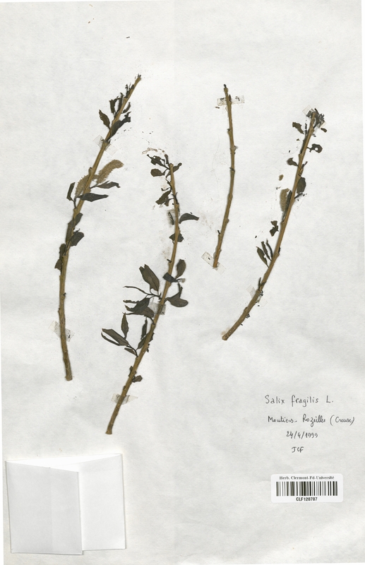 Salix fragilis (Salicaceae)