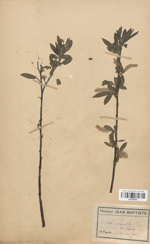 Salix fragilis (Salicaceae)