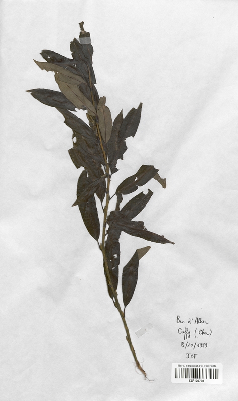 Salix fragilis (Salicaceae)