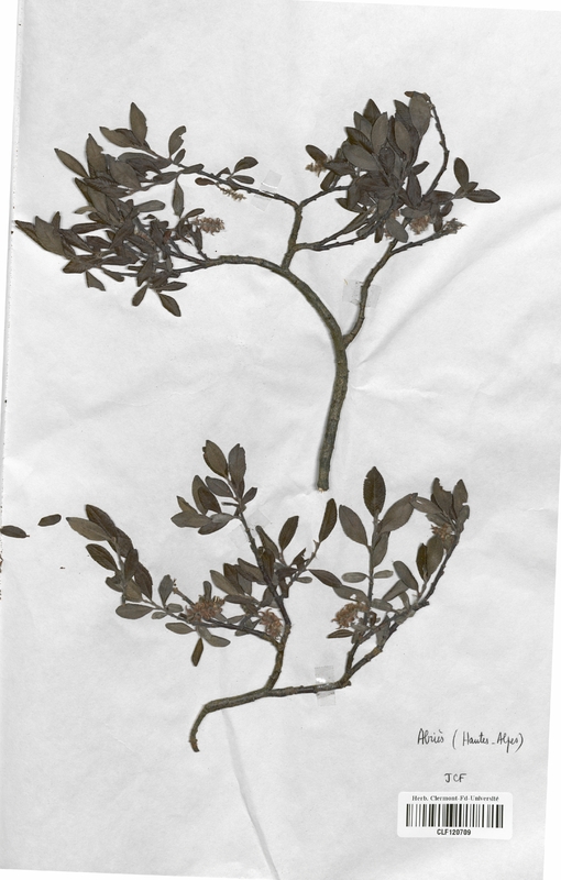 Salix hastata (Salicaceae)