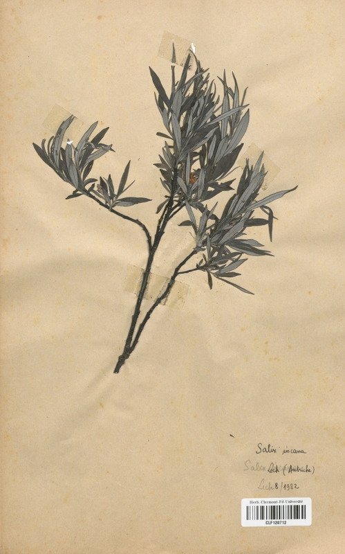 Salix incana (Salicaceae)