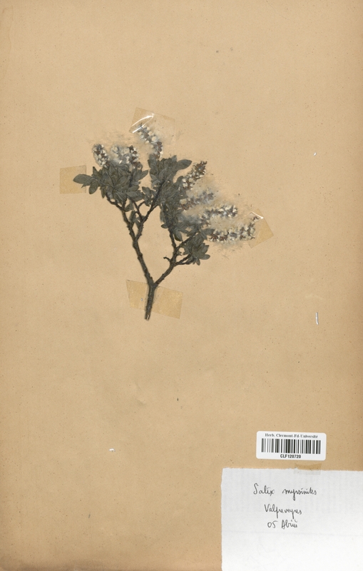 Salix myrsinitis (Salicaceae)