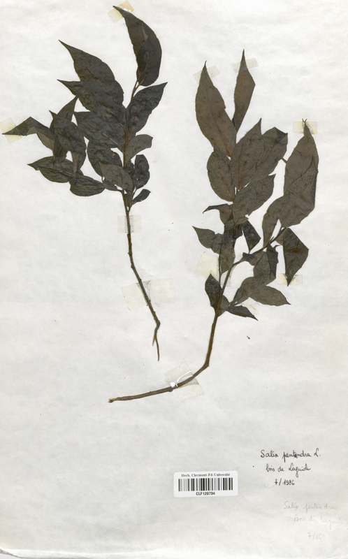 Salix pentandra (Salicaceae)