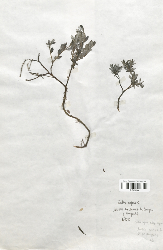 Salix repens (Salicaceae)