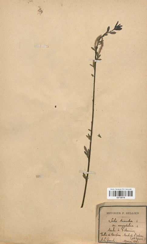 Salix triandra var. amygdalina (Salicaceae)