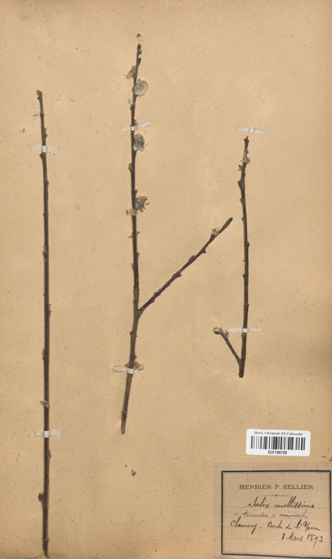 Salix triandra x S.viminalis mollissima (Salicaceae)