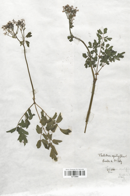 Thalictrum aquilegifolium (Renonculaceae)