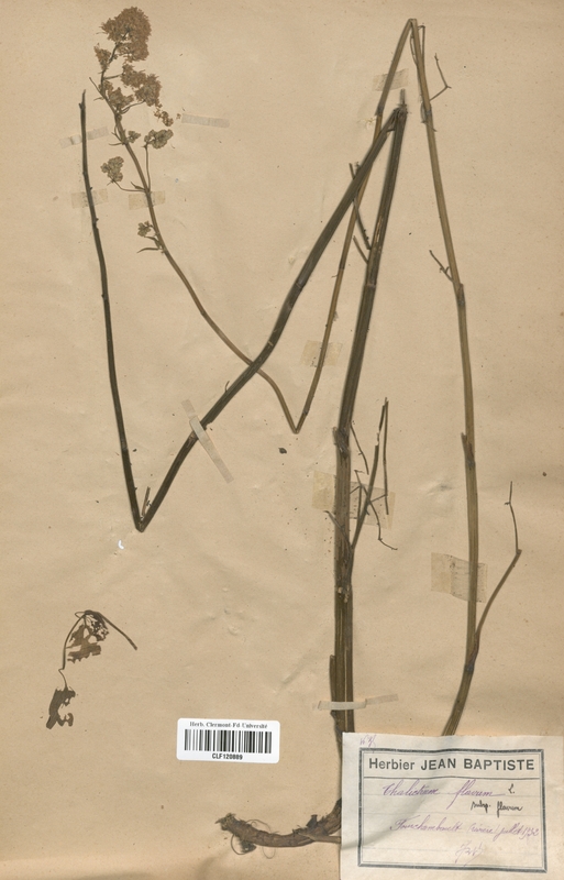 Thalictrum flavum (Renonculaceae)