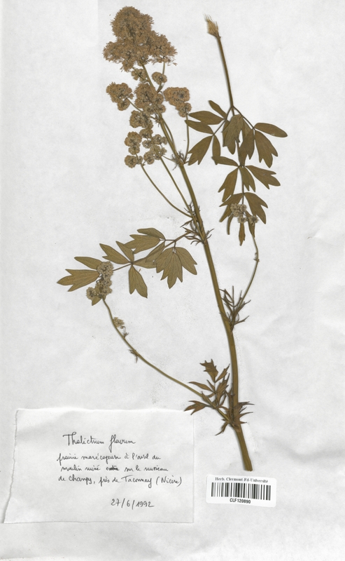 Thalictrum flavum (Renonculaceae)