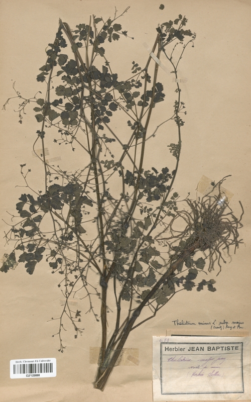 Thalictrum minus (Renonculaceae)