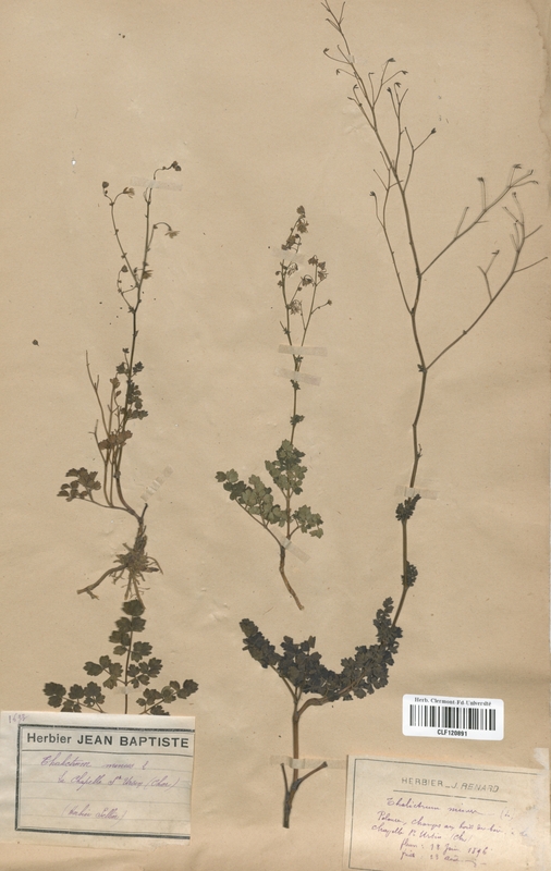 Thalictrum minus (Renonculaceae)