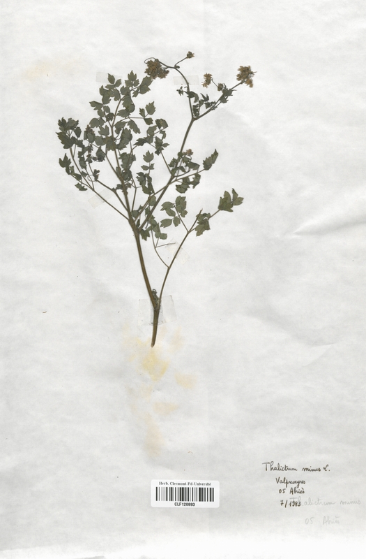 Thalictrum minus (Renonculaceae)