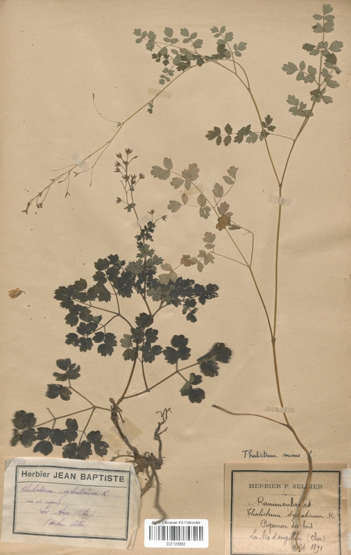 Thalictrum sylvaticum (Renonculaceae)