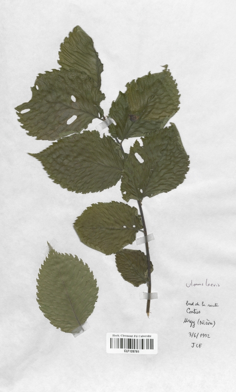 Ulmus laevis (Ulmaceae)